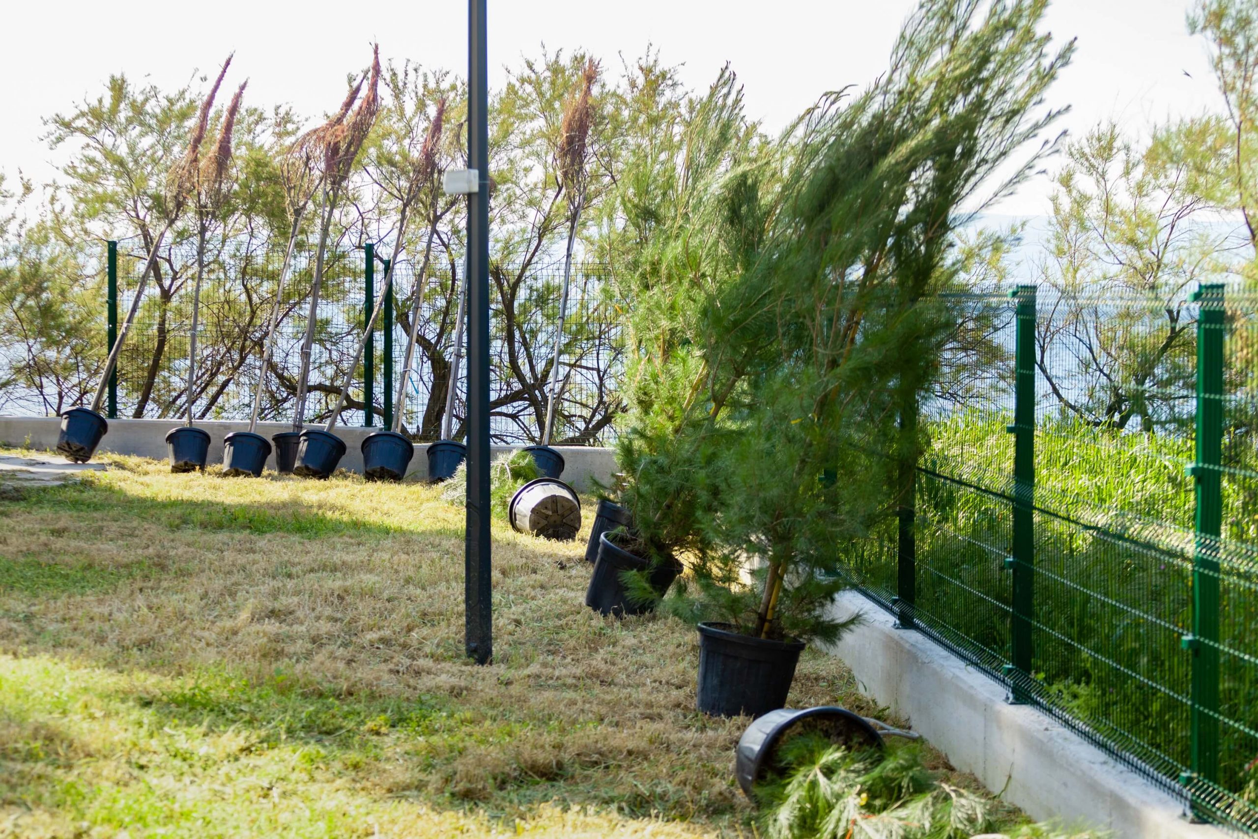 Posađeno 30 novih stabala u Ljetnom kinu Bačvice